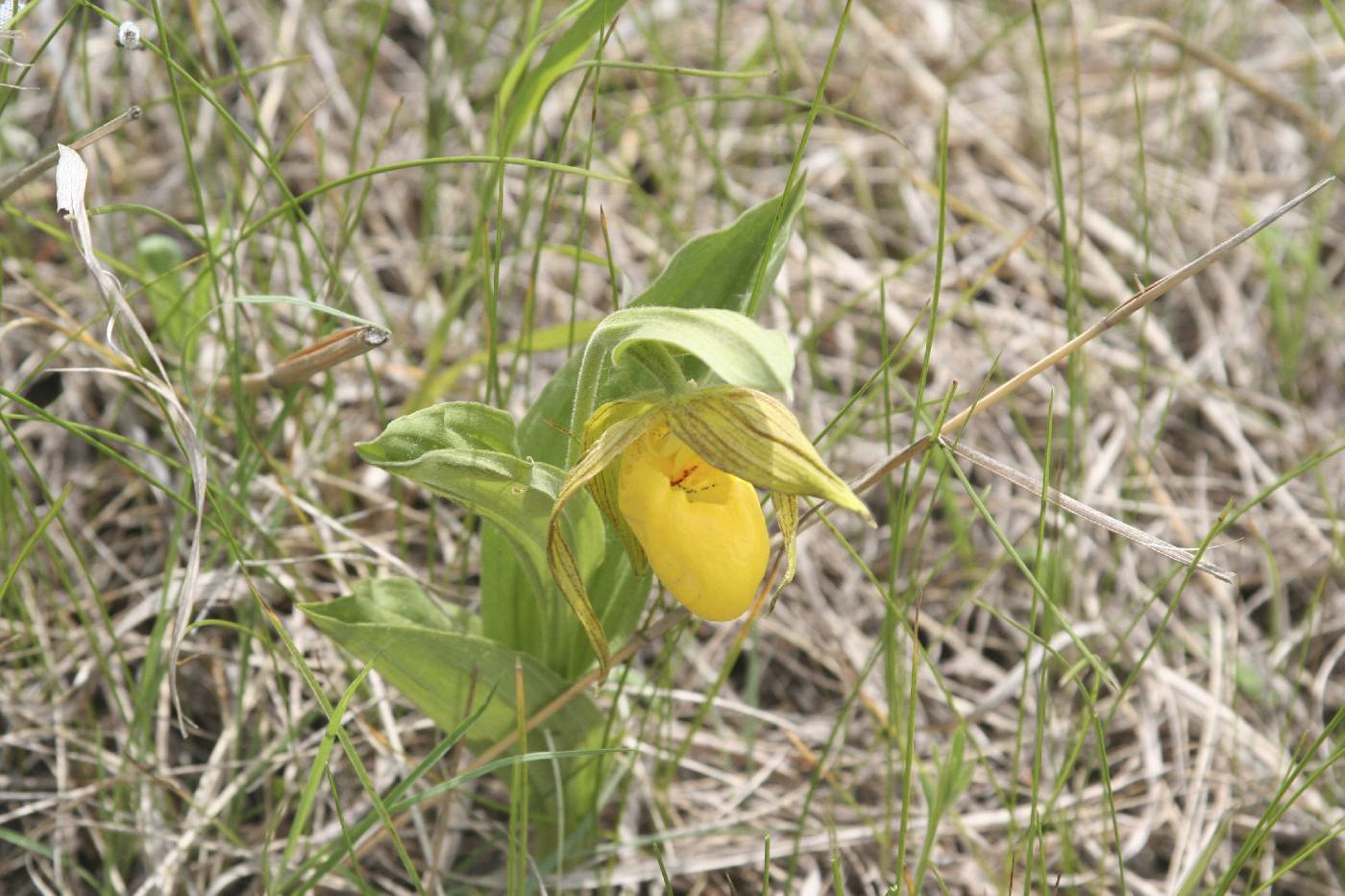 Cypripedium parviflorum image