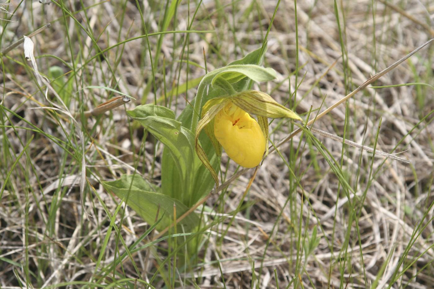 Cypripedium parviflorum image