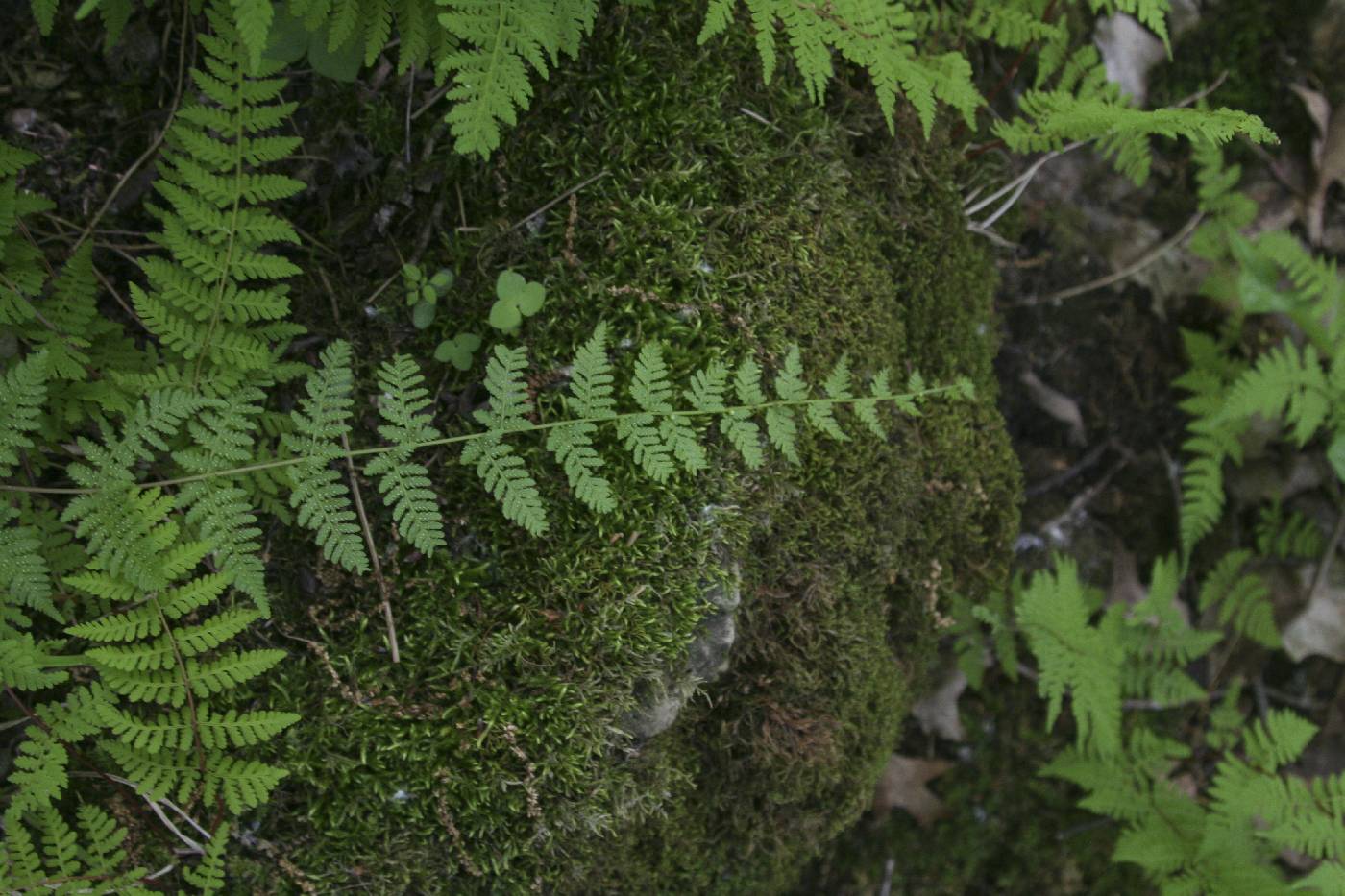 Cystopteris bulbifera image