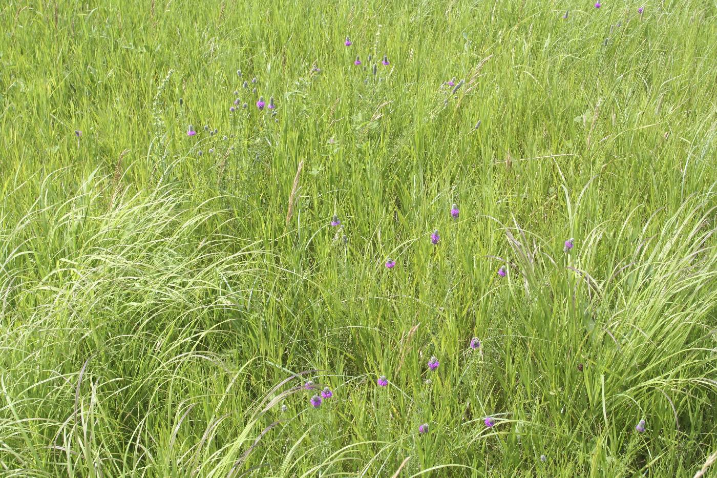 Dalea purpurea image