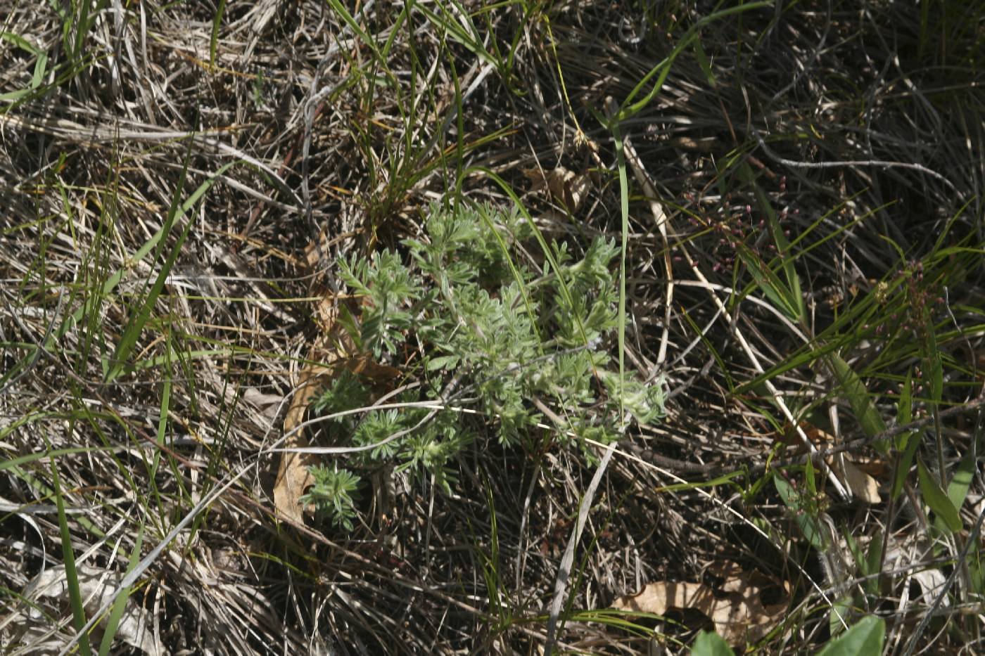 Dalea villosa image
