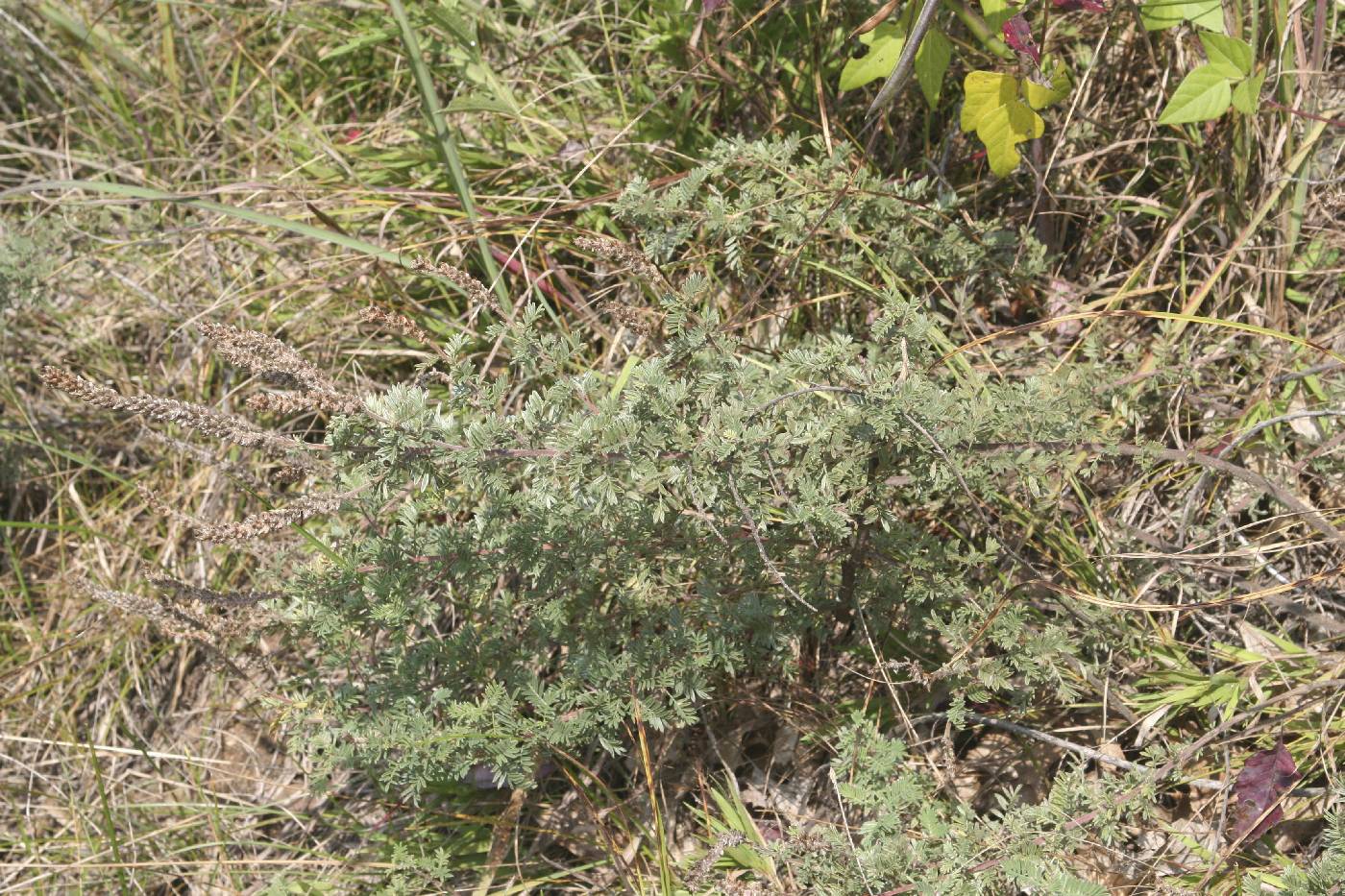 Dalea villosa image