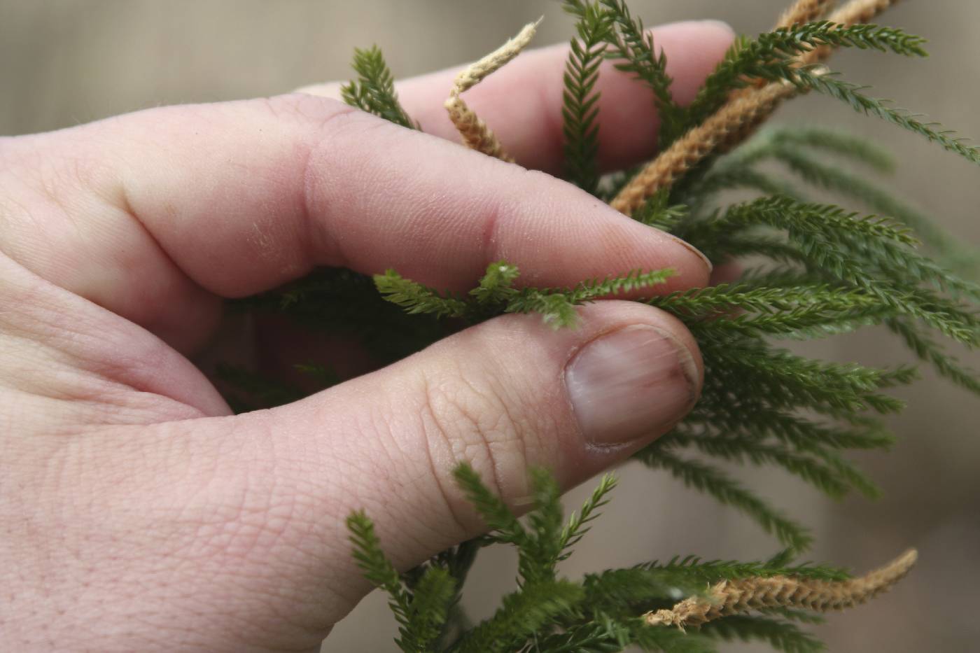 Dendrolycopodium obscurum image