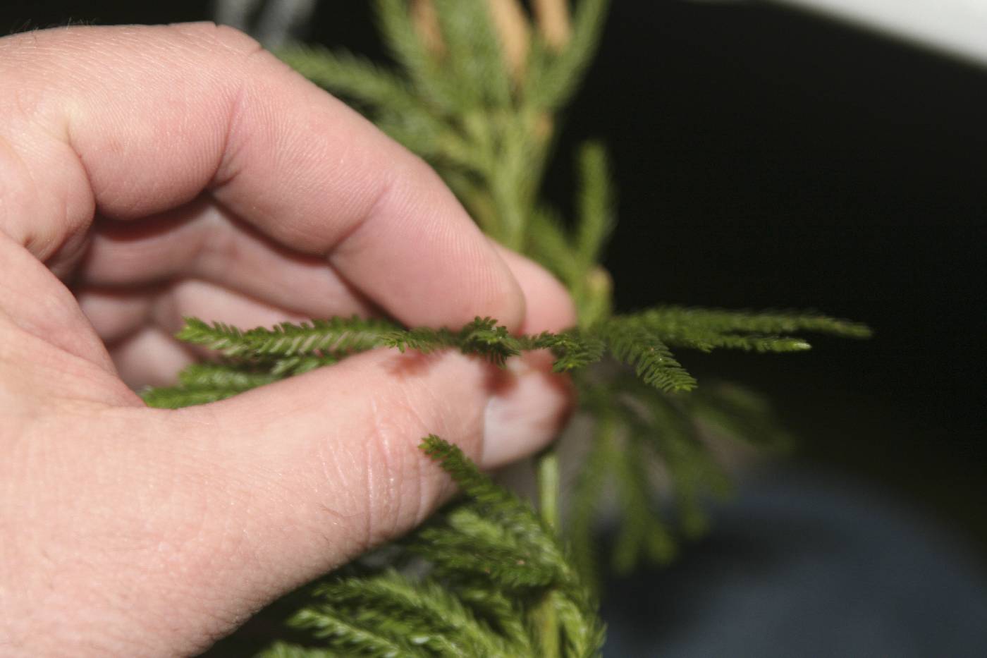 Dendrolycopodium obscurum image