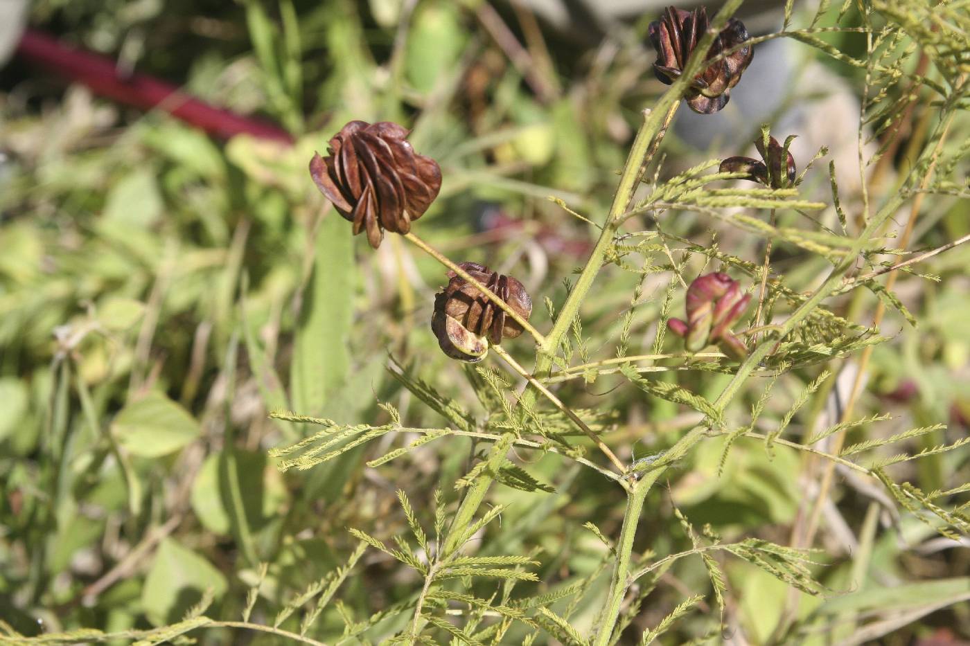 Desmanthus illinoensis image