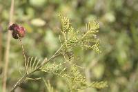 Desmanthus illinoensis image