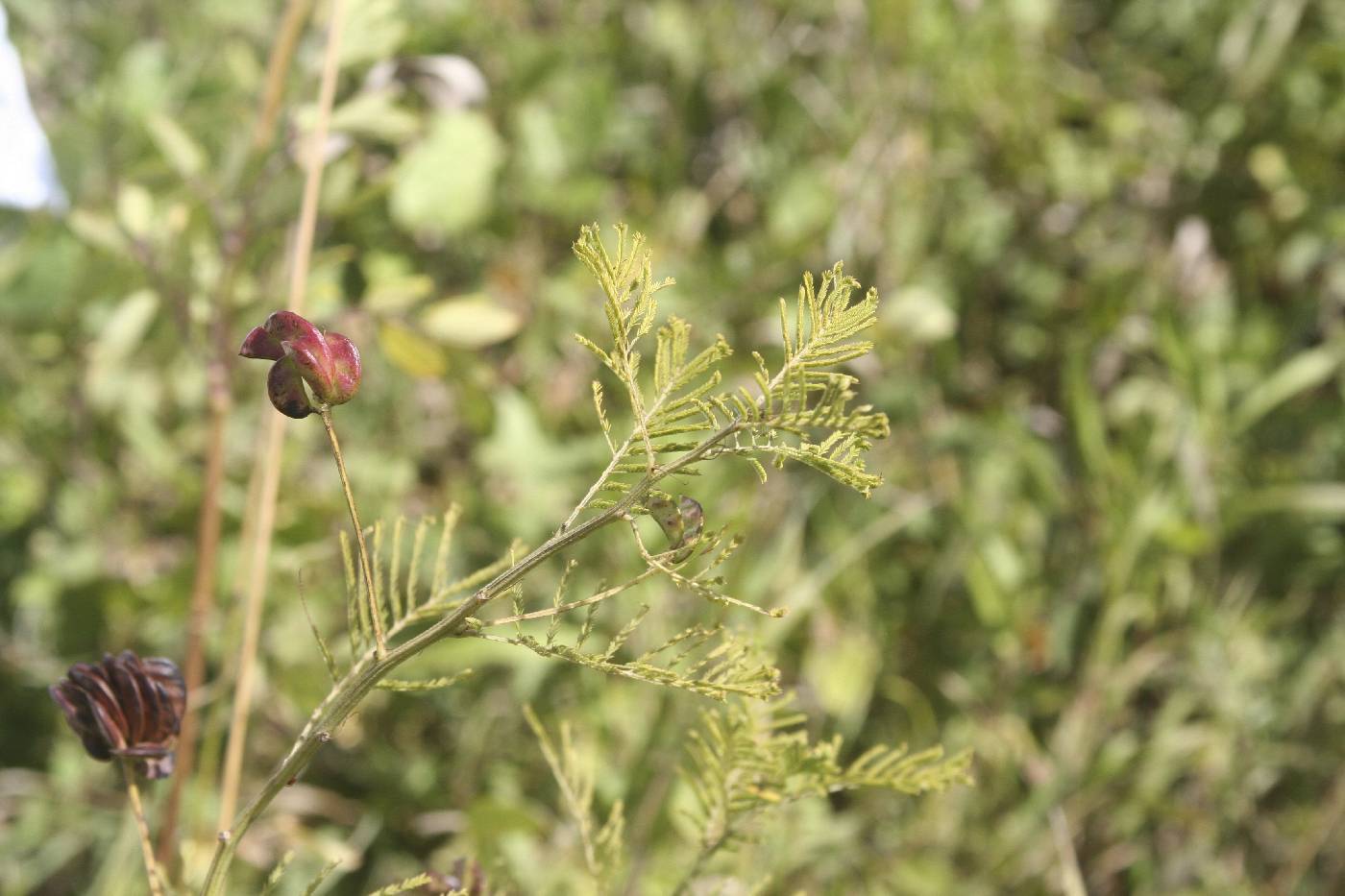 Desmanthus illinoensis image