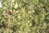 Desmanthus illinoensis image