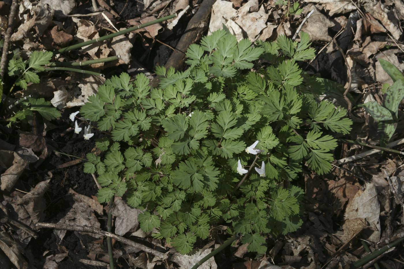 Dicentra cucullaria image