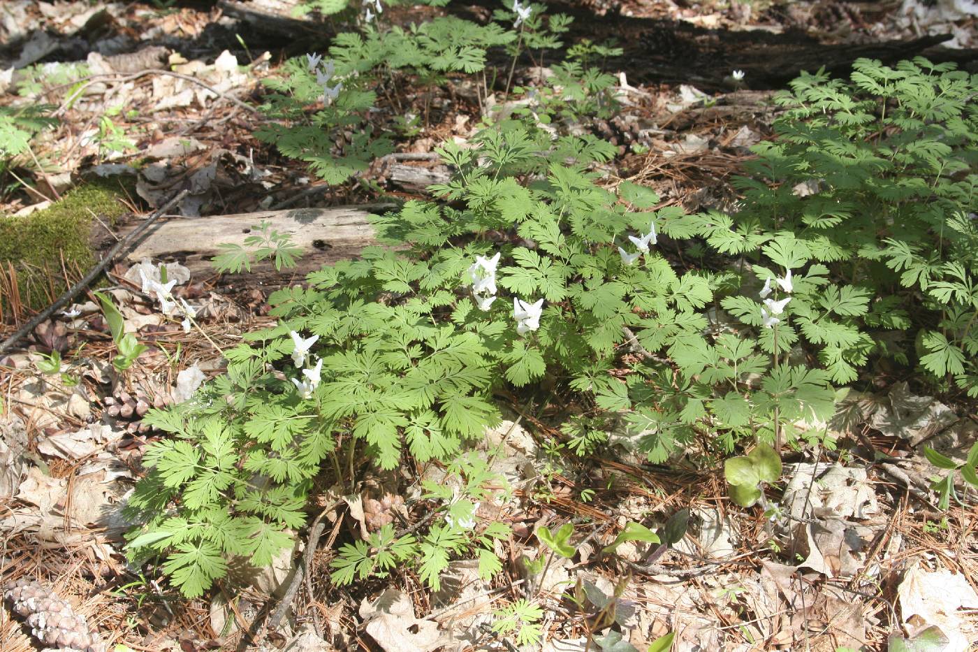 Dicentra cucullaria image