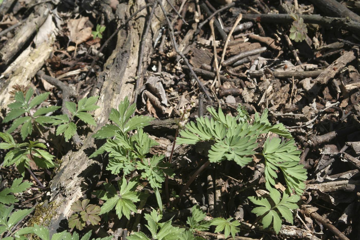 Dicentra cucullaria image