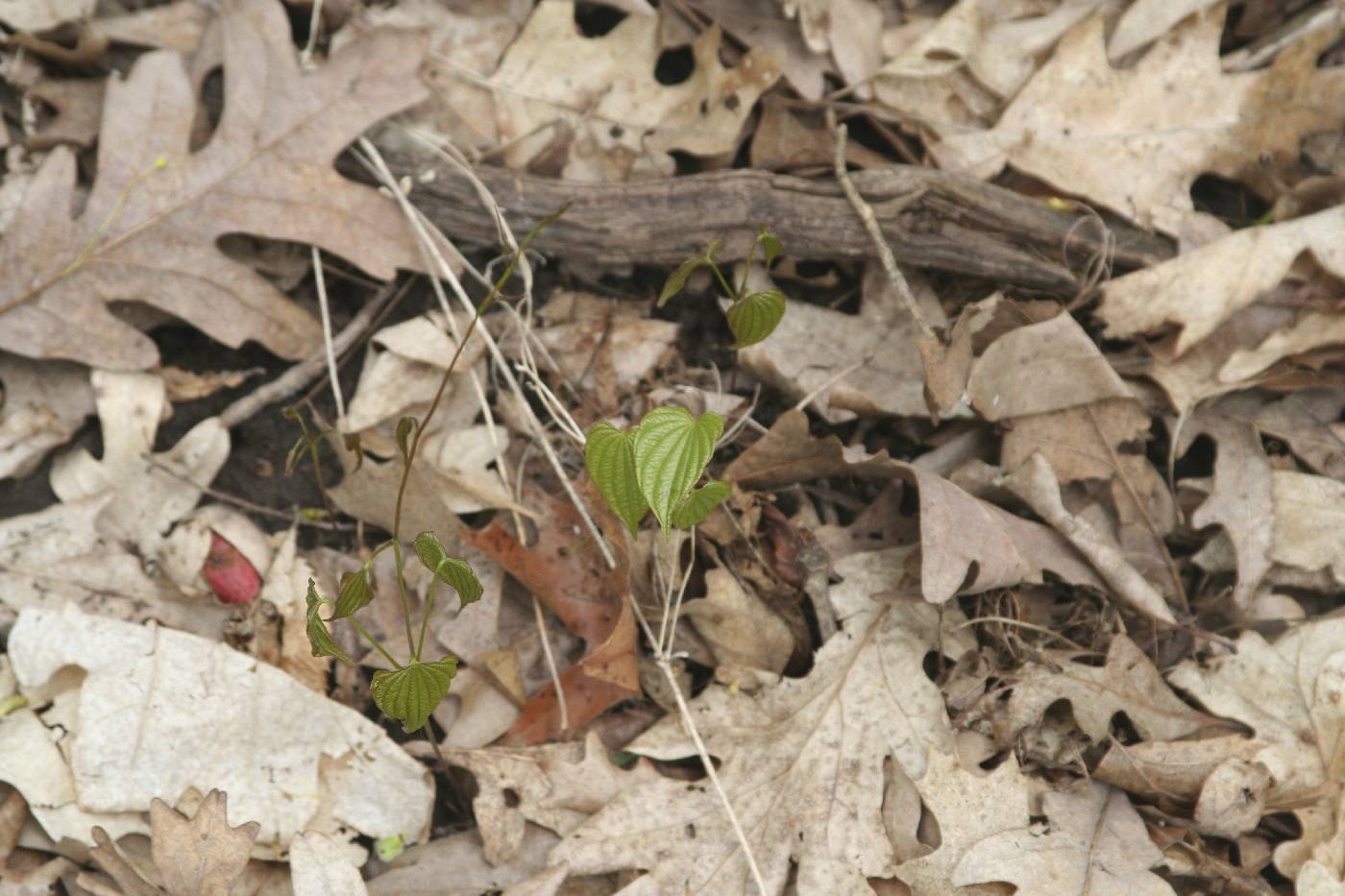 Dioscorea villosa image