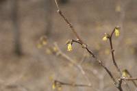 Dirca palustris image