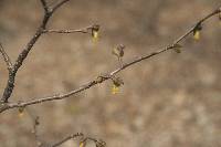 Dirca palustris image