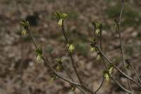 Dirca palustris image