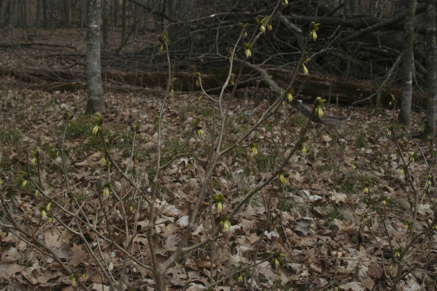 Dirca palustris image