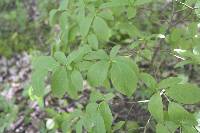 Dirca palustris image