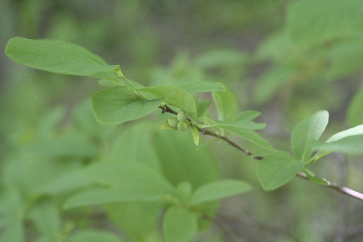 Dirca palustris image