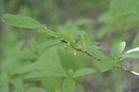 Dirca palustris image