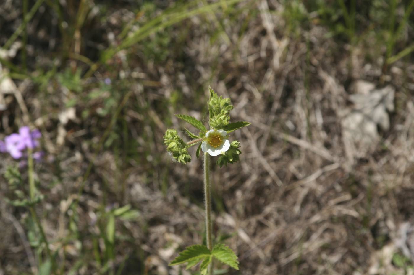 Drymocallis arguta image