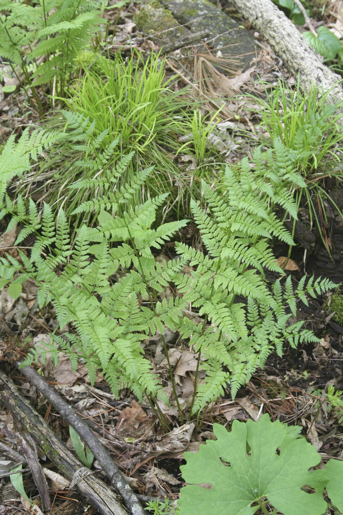 Dryopteris carthusiana image
