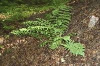 Dryopteris goldiana image
