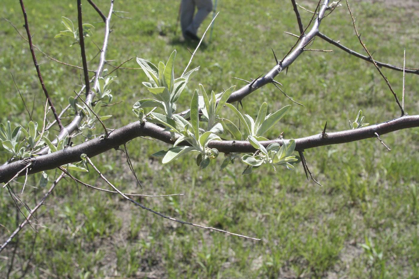 Elaeagnus angustifolia image