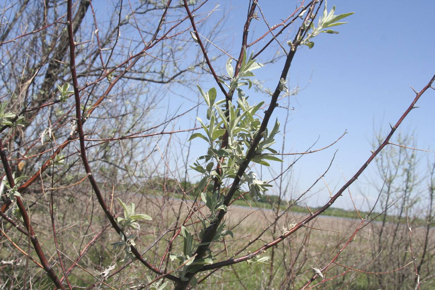 Elaeagnus angustifolia image