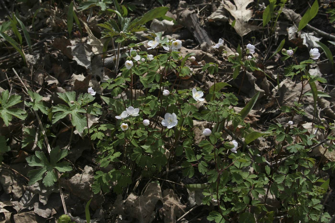 Enemion biternatum image