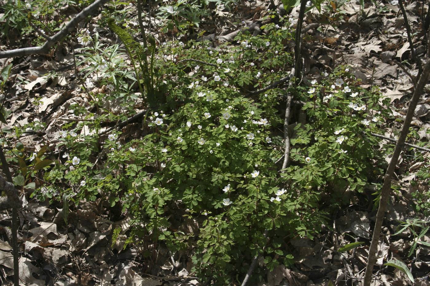 Enemion biternatum image