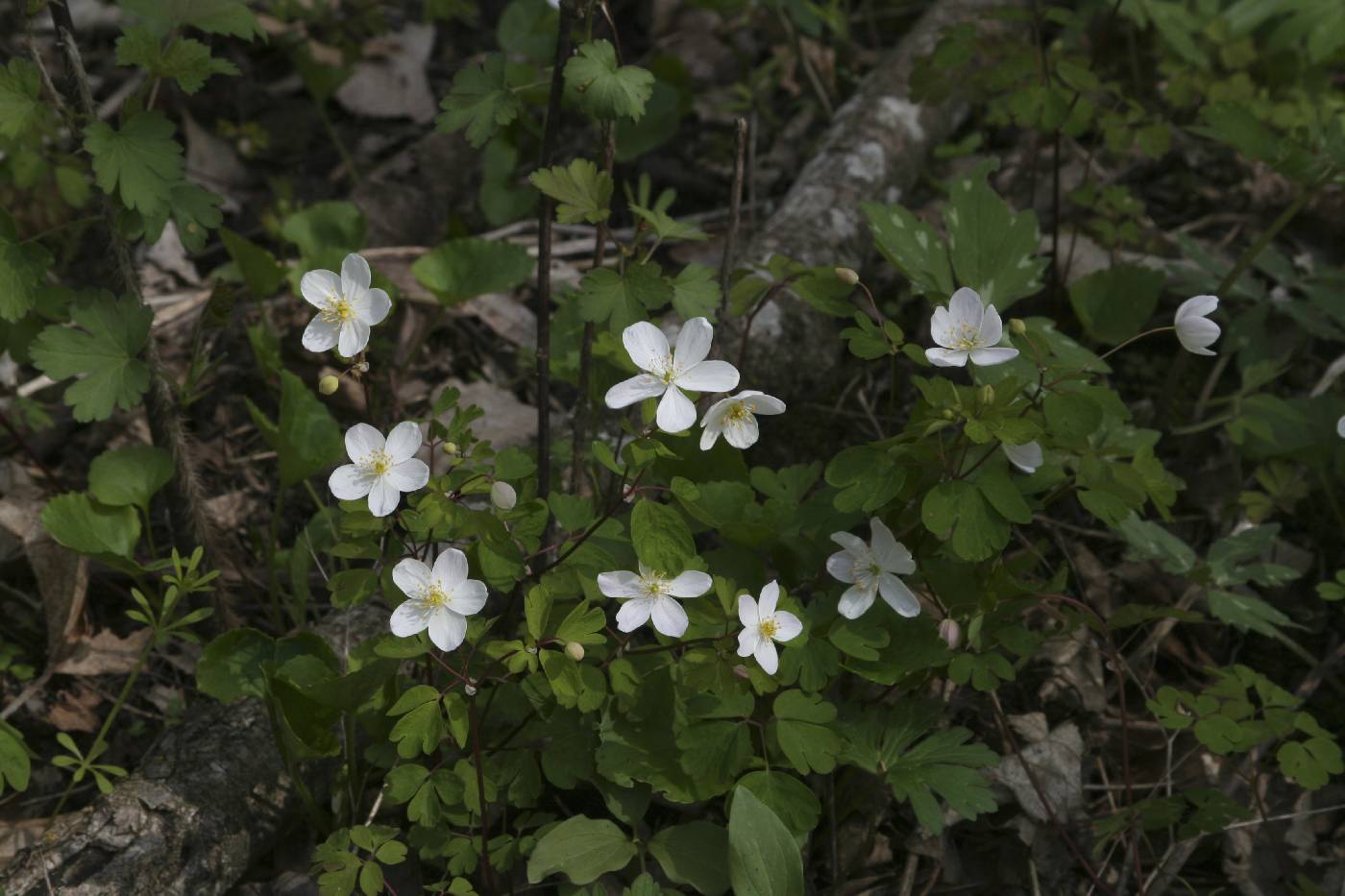 Enemion biternatum image