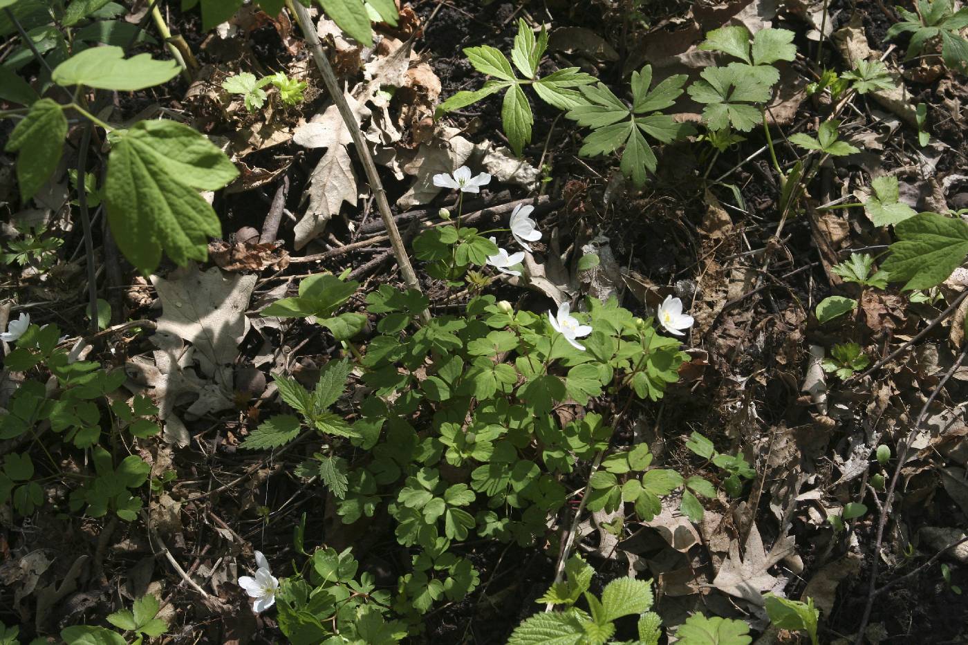 Enemion biternatum image