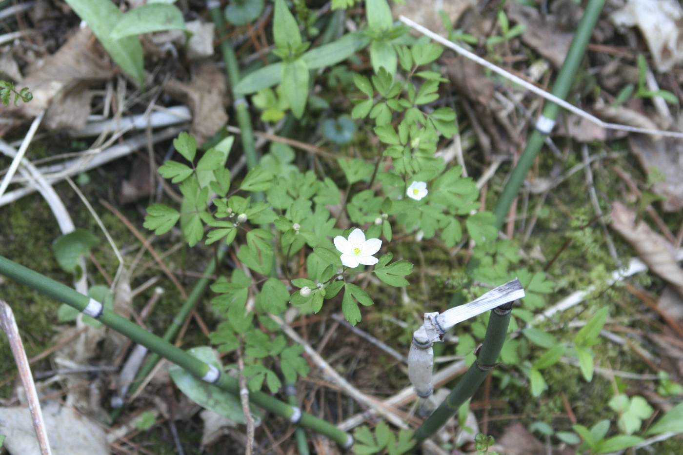 Enemion biternatum image
