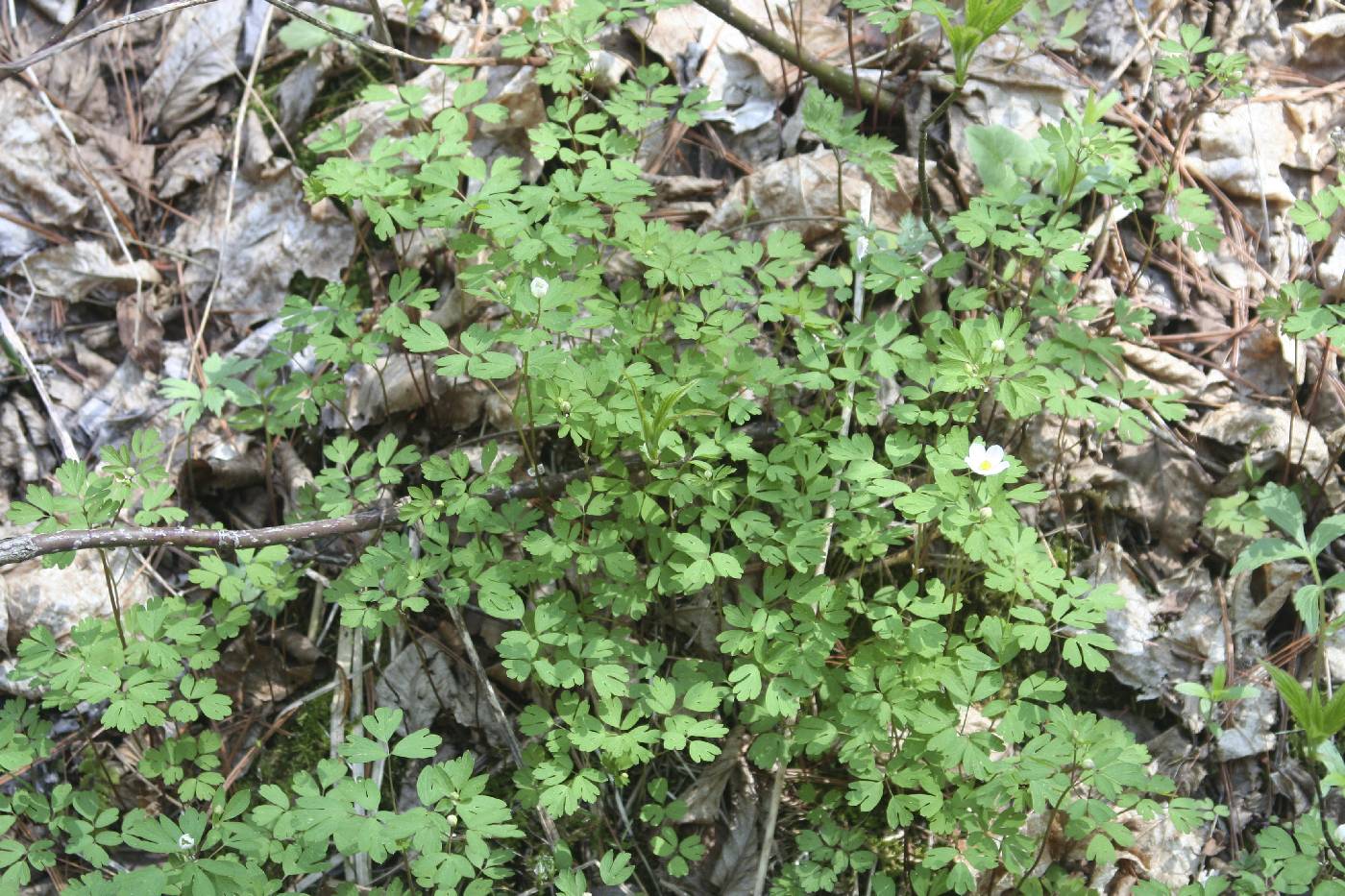 Enemion biternatum image