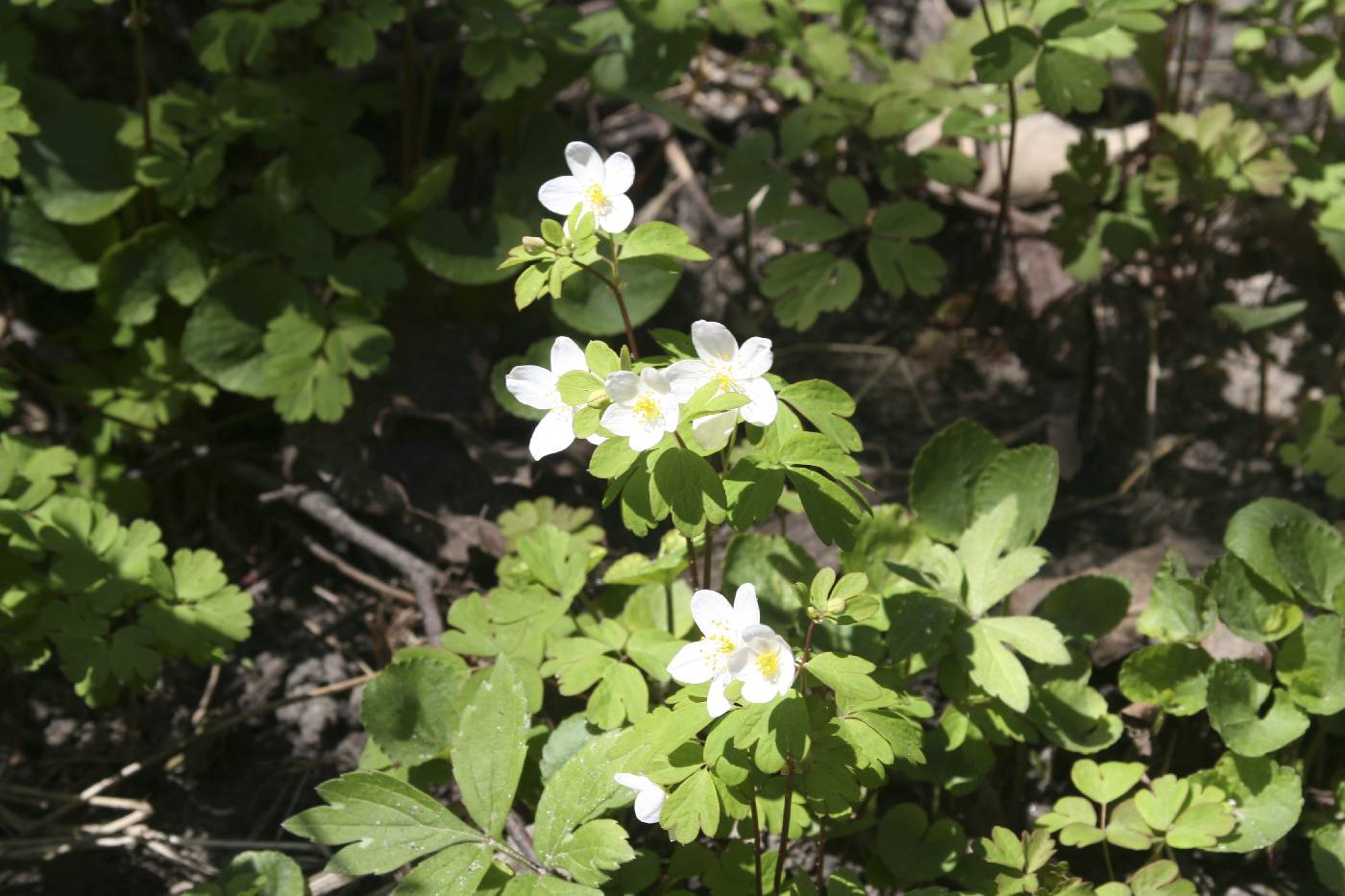Enemion biternatum image