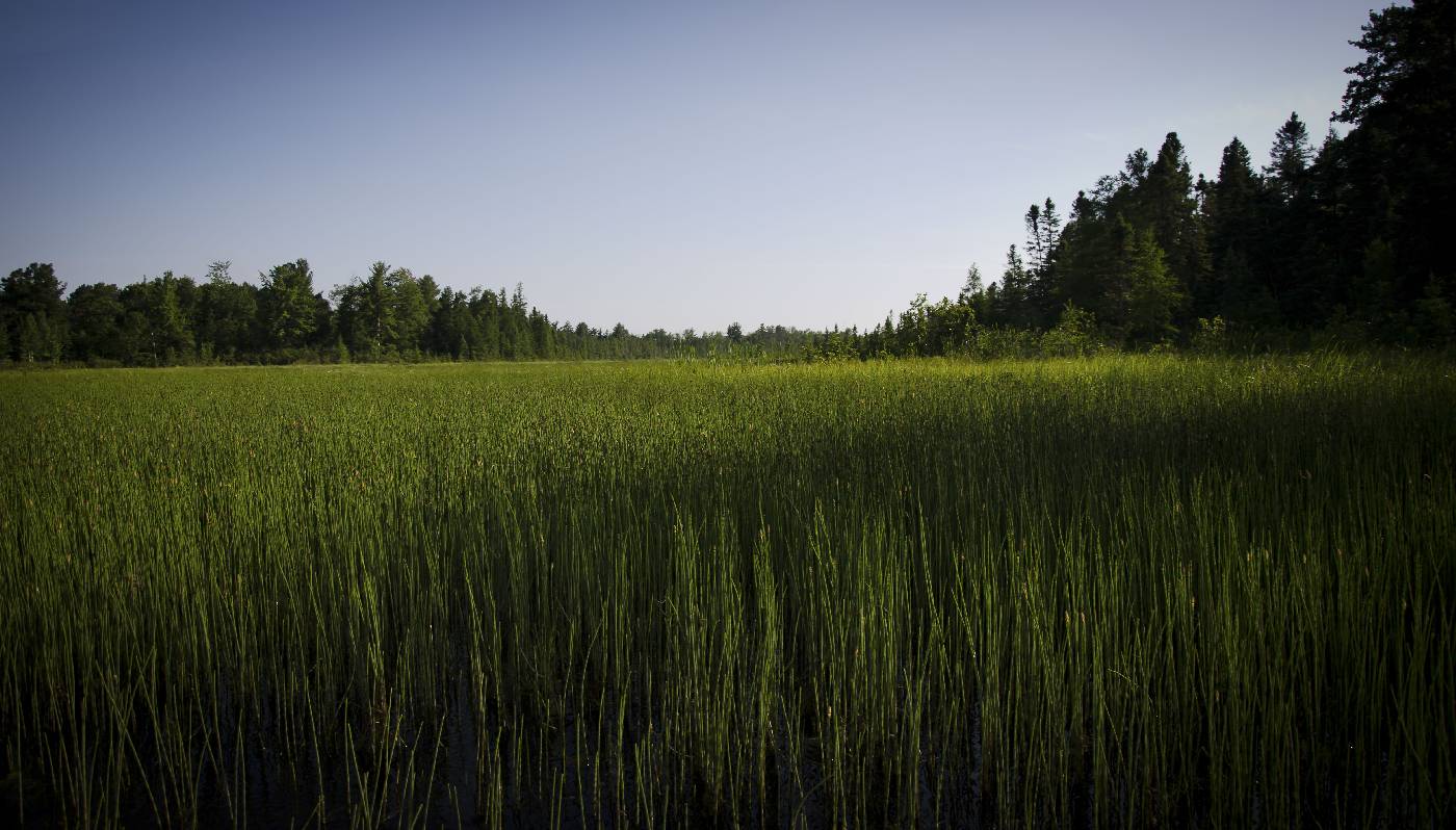 Equisetum fluviatile image