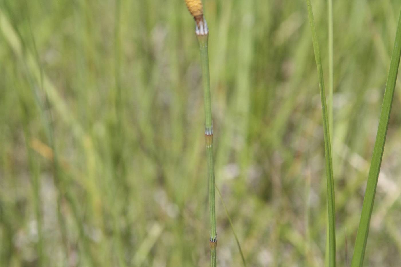 Equisetum laevigatum image