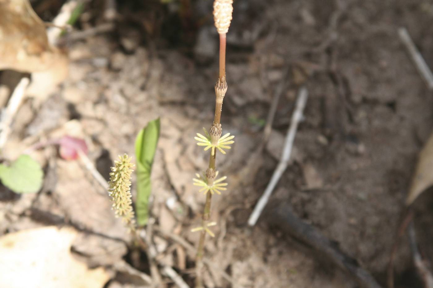 Equisetum pratense image