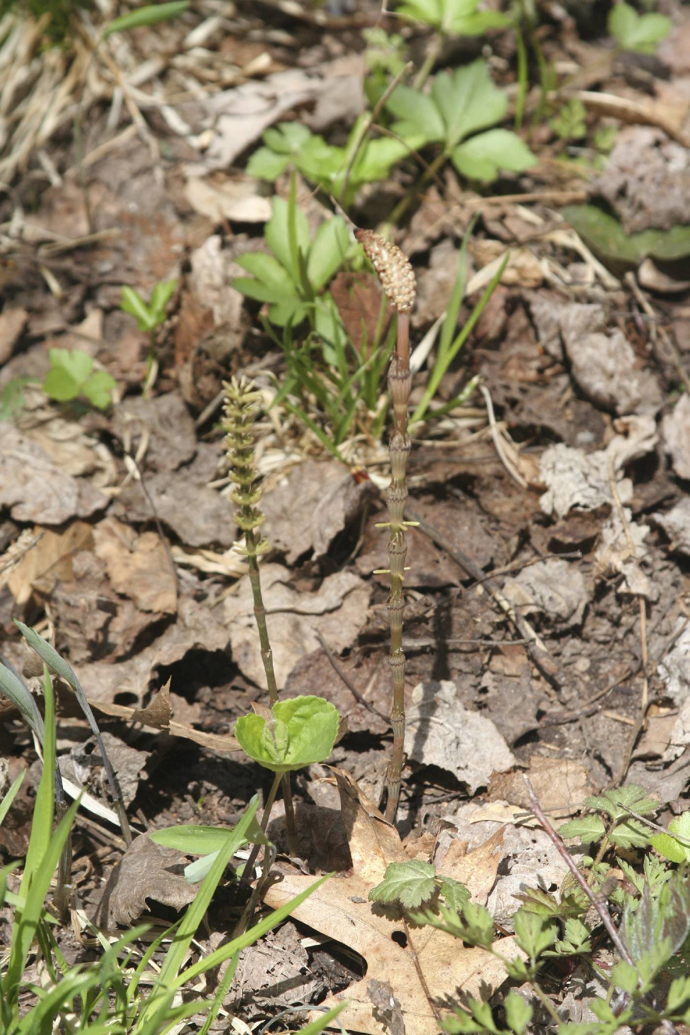 Equisetum pratense image