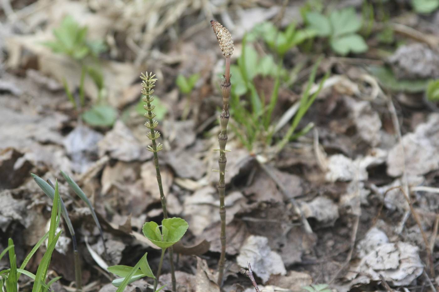Equisetum pratense image
