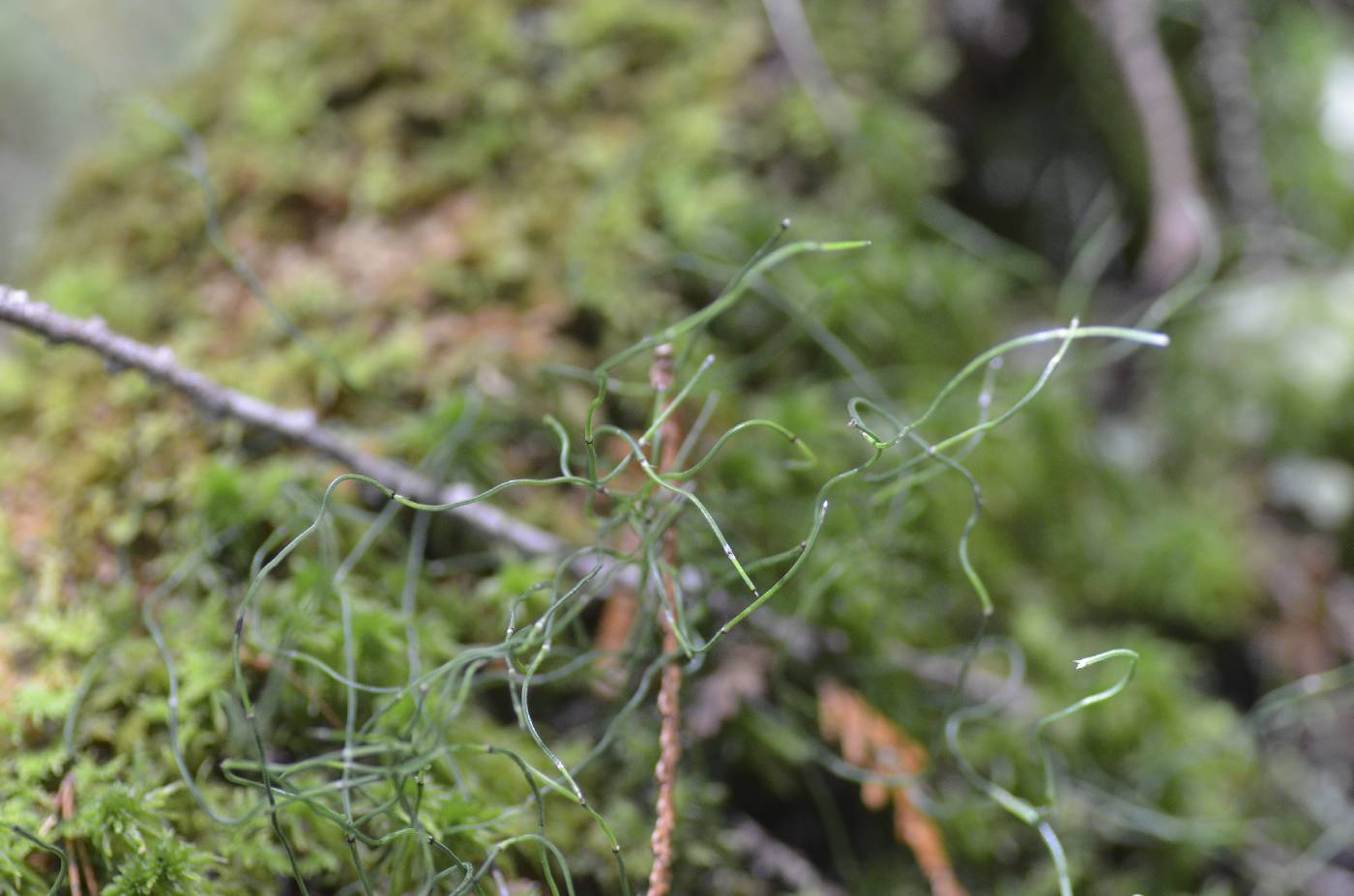 Equisetum scirpoides image