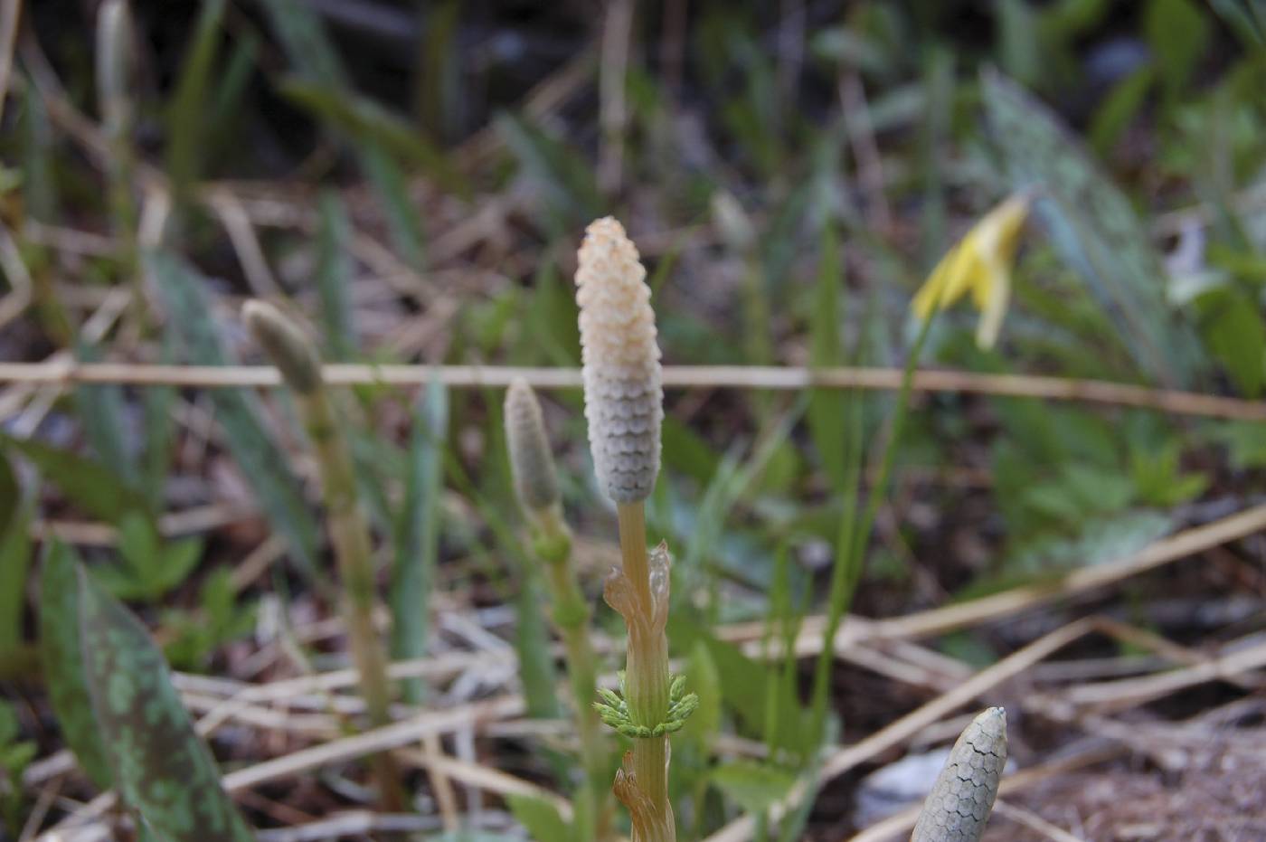 Equisetum sylvaticum image