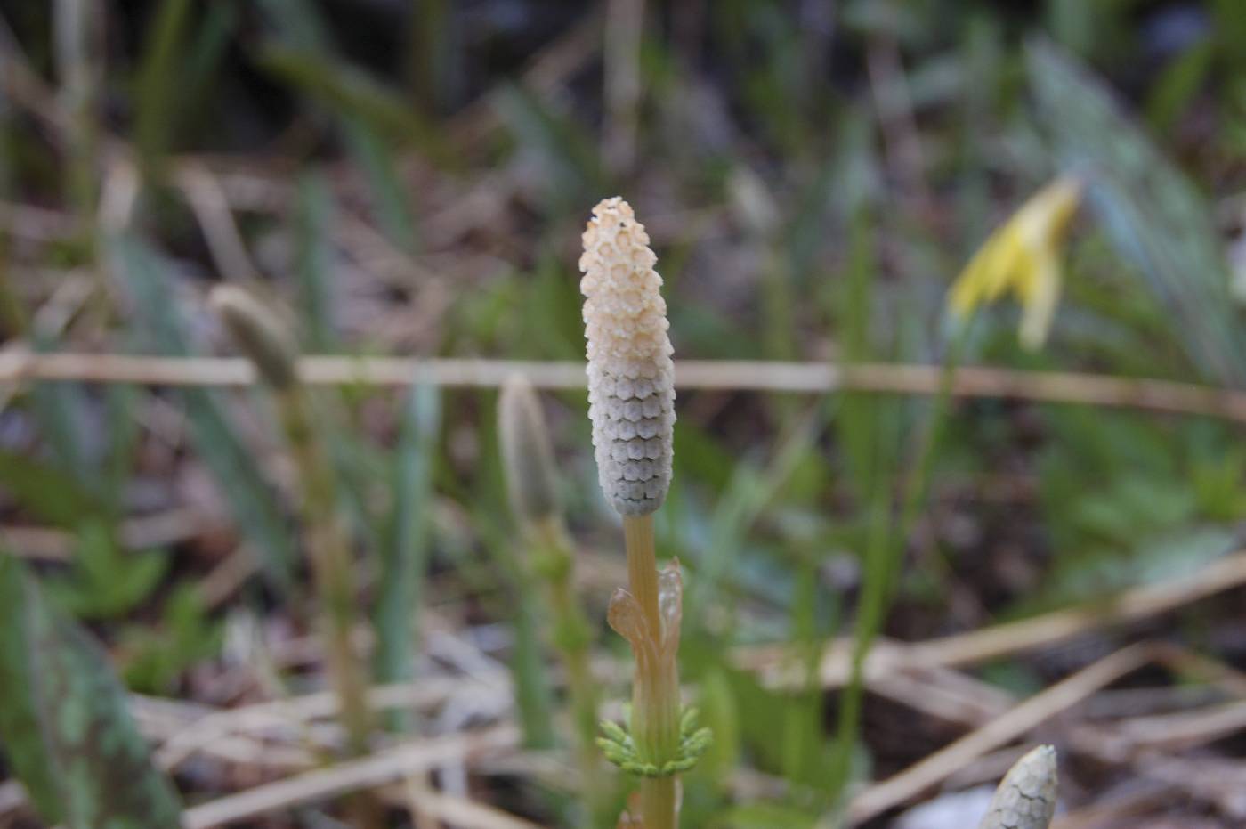 Equisetum sylvaticum image