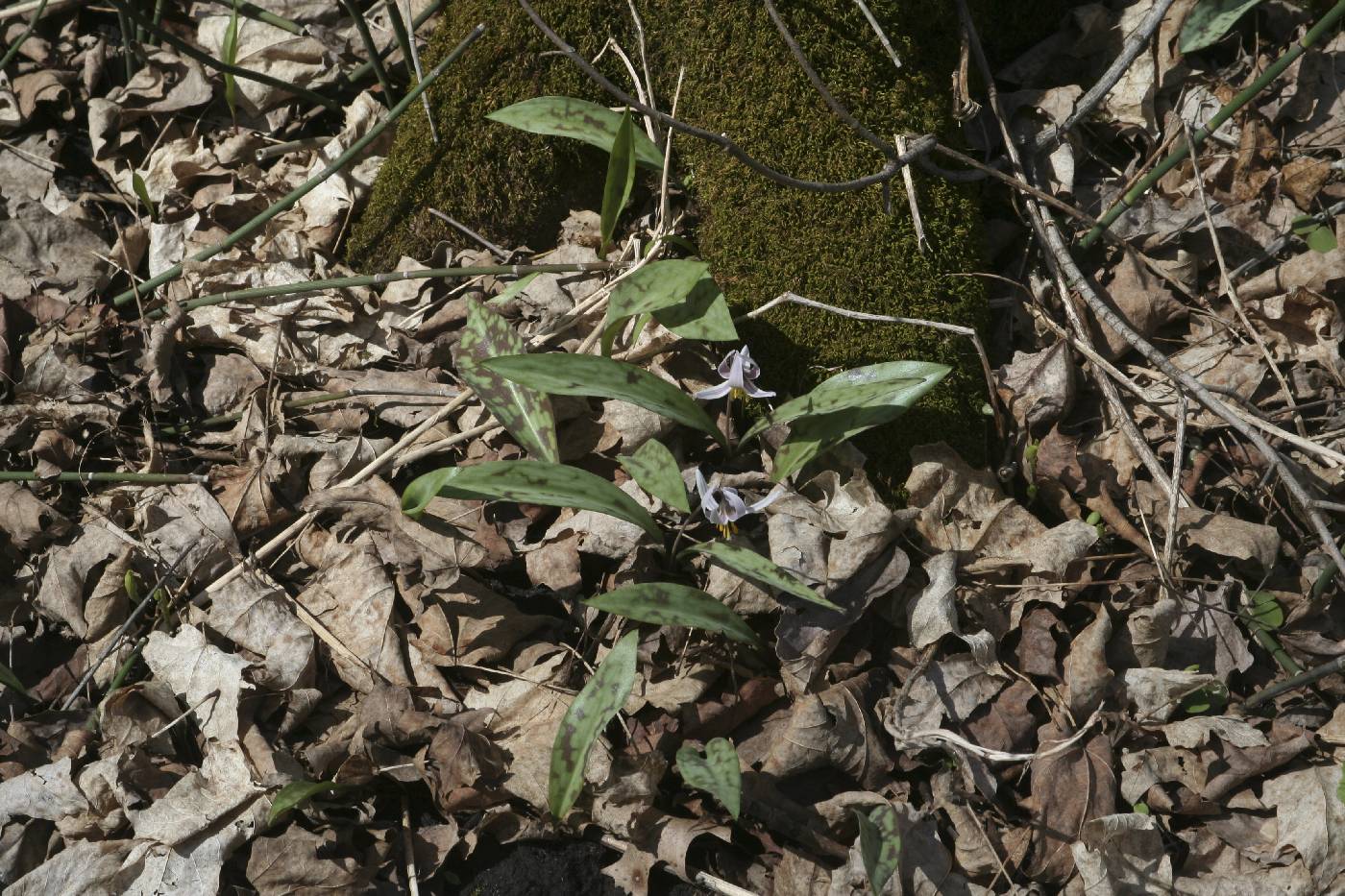 Erythronium albidum image