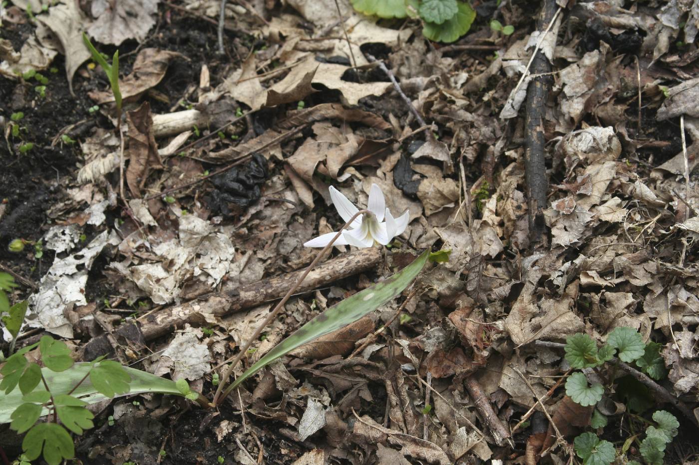 Erythronium albidum image