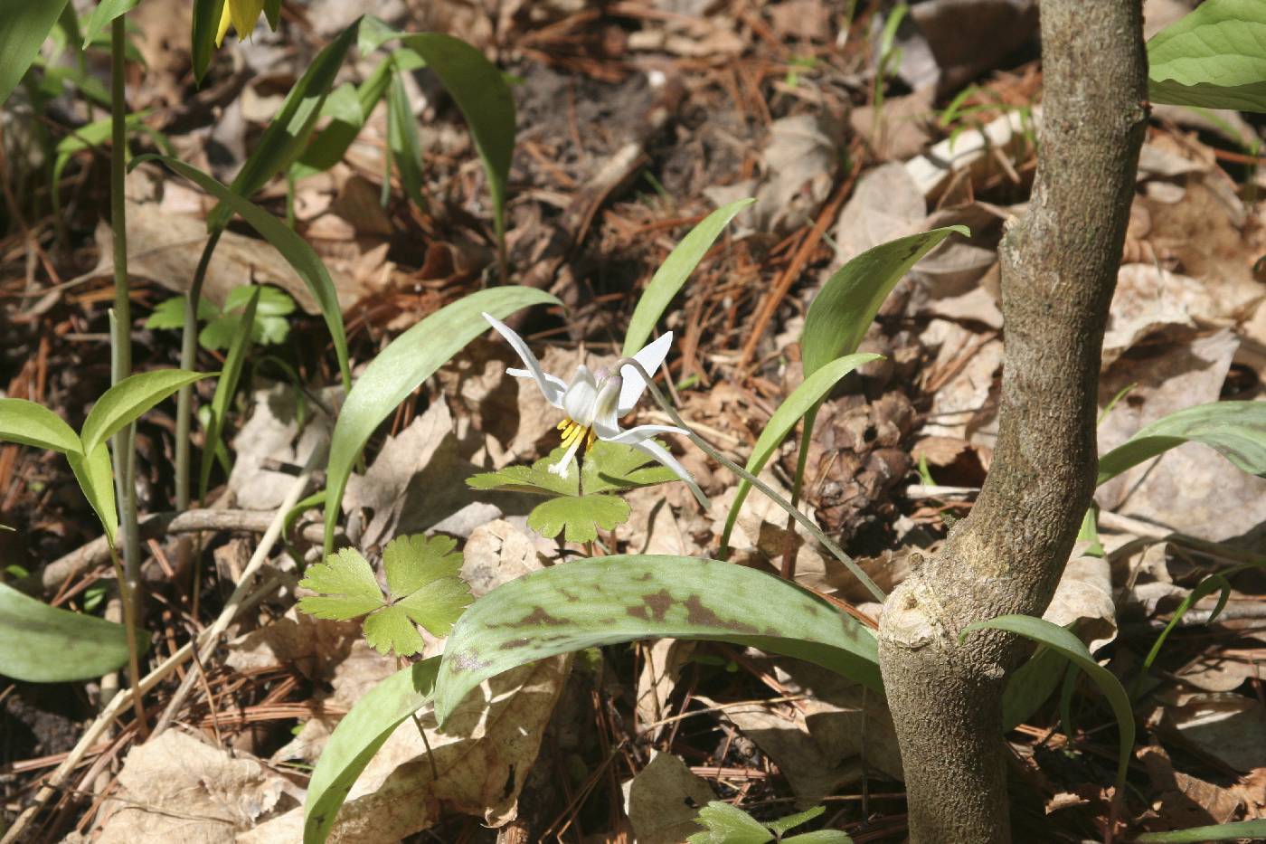 Erythronium albidum image
