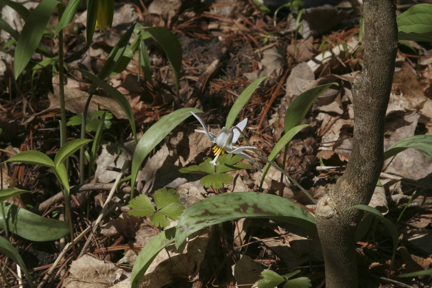 Erythronium albidum image