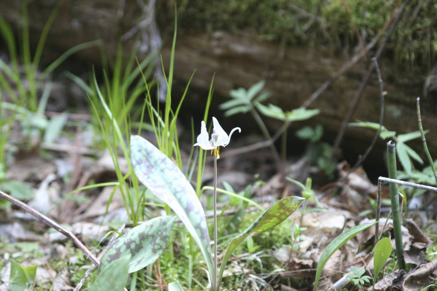 Erythronium albidum image