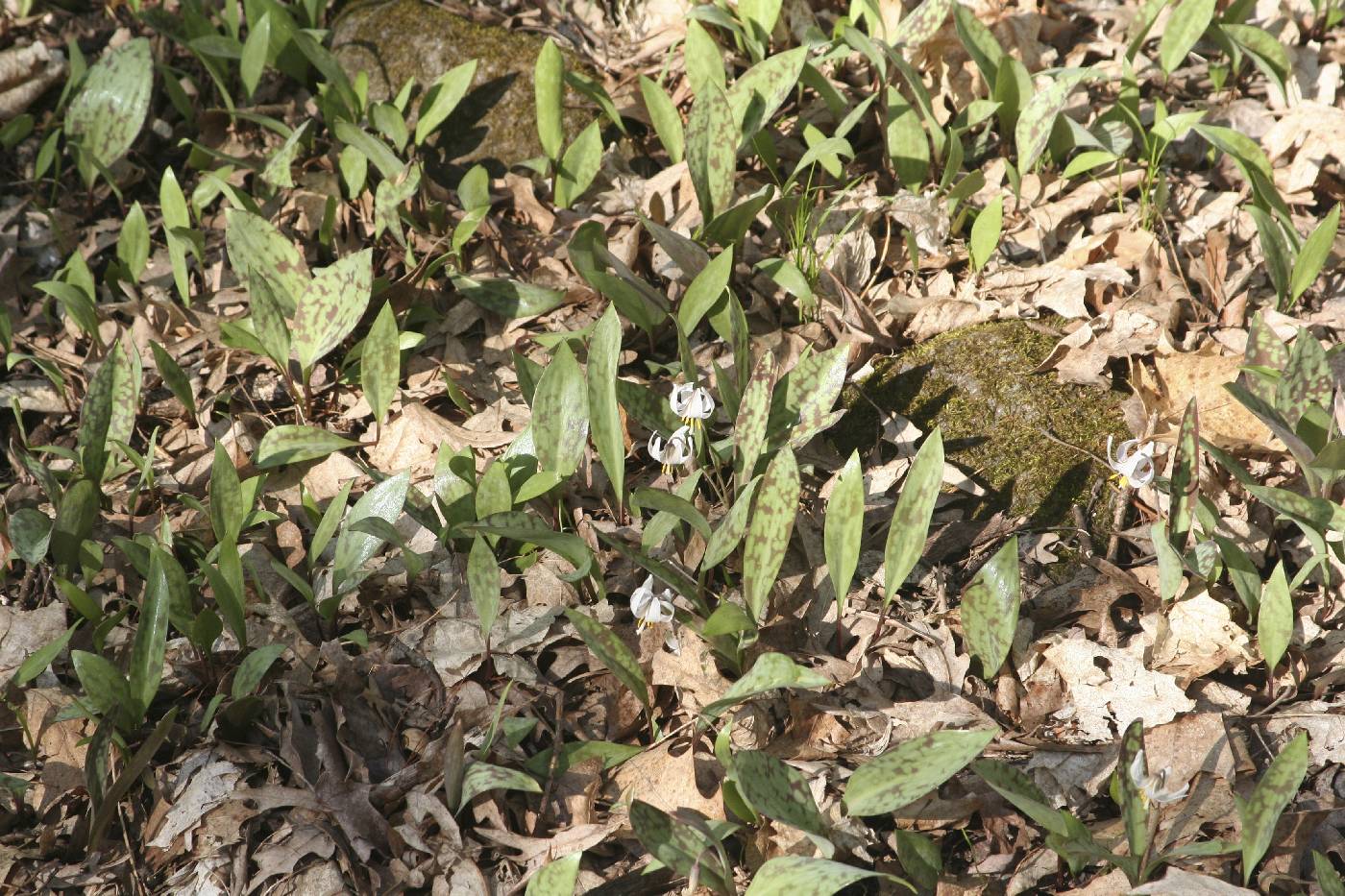Erythronium albidum image