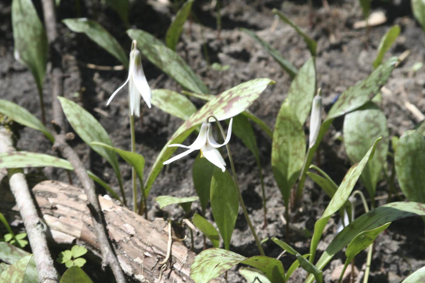 Erythronium albidum image